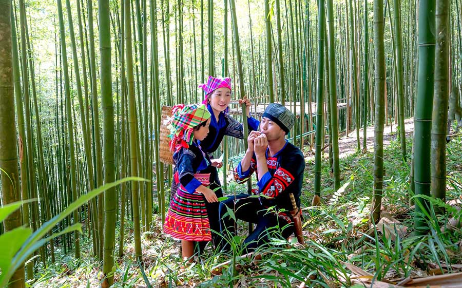 Sapa bamboo forest